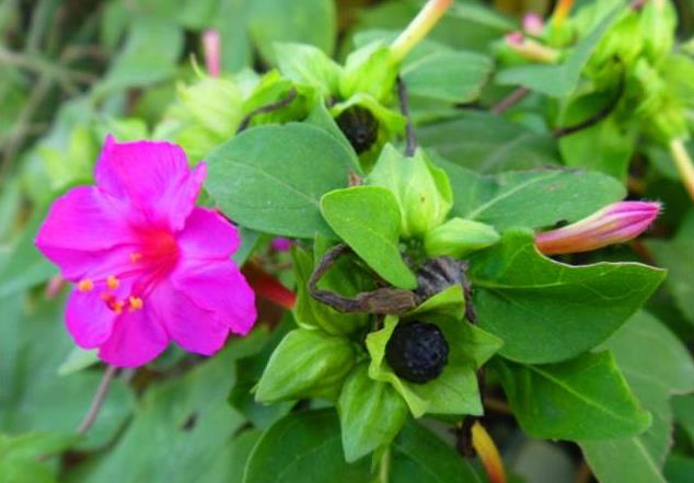 胭脂花开花季节是几月，室内怎么养殖？