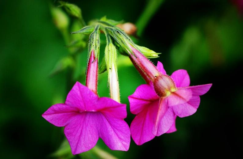 胭脂花开花季节是几月，室内怎么养殖？