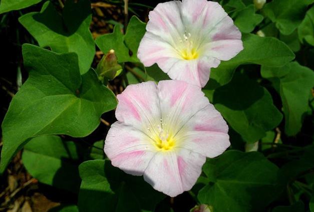 打碗花是什么花卉植物，可以养殖吗？