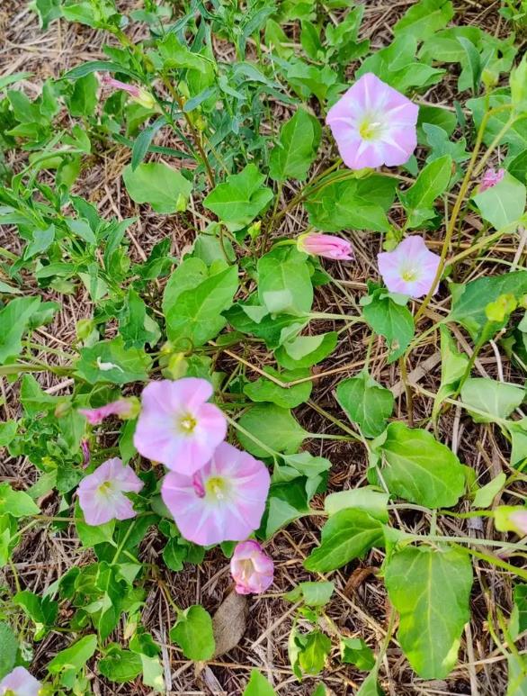 打碗花是什么花卉植物，可以养殖吗？