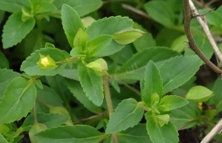 黄花假马齿是什么植物？