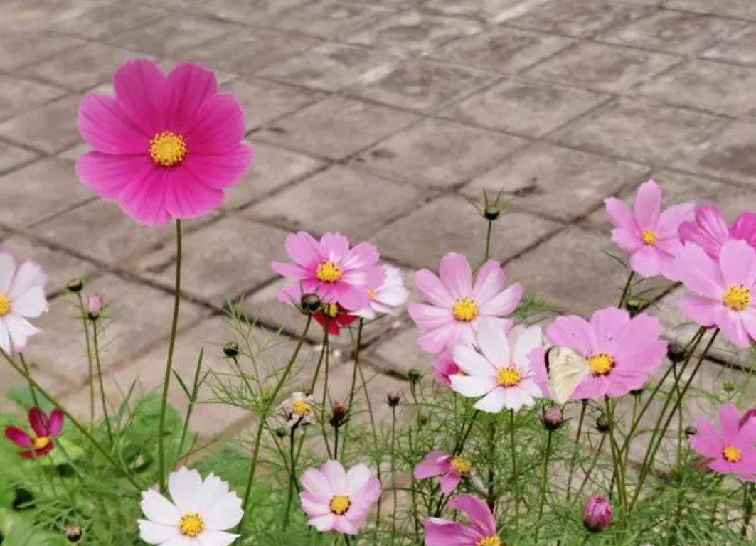 <b>格桑花有香味吗，阳台种植怎么养护？</b>