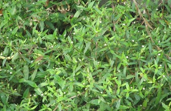 鳢肠：一种兼具药用与食用价值的神奇植物