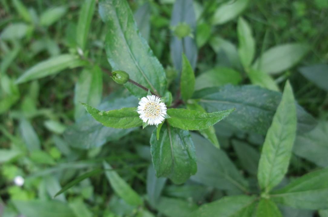 鳢肠：一种兼具药用与食用价值的神奇植物