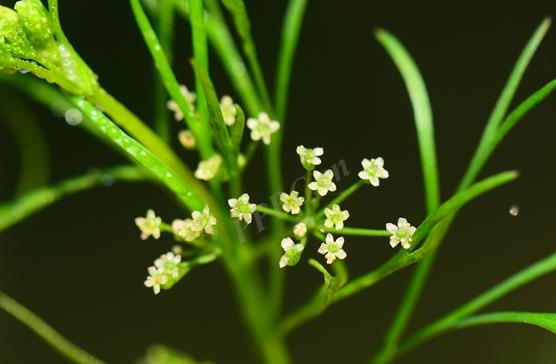 细叶旱芹是什么植物，有什么价值和危害