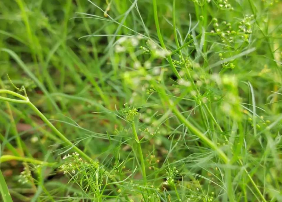 细叶旱芹是什么植物，有什么价值和危害