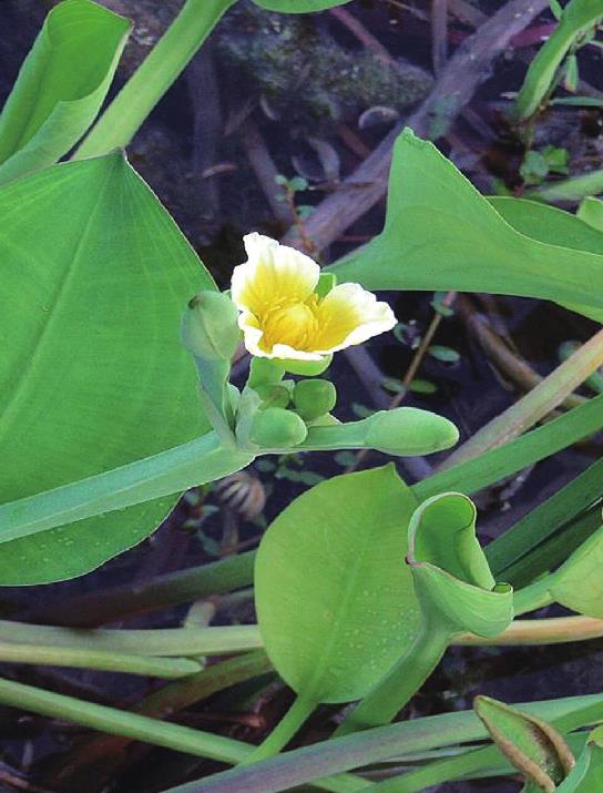 黄花蔺会开花吗，盆栽怎么养护？