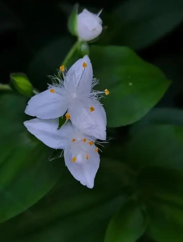 白花紫露草长什么样子，室内怎么养殖？