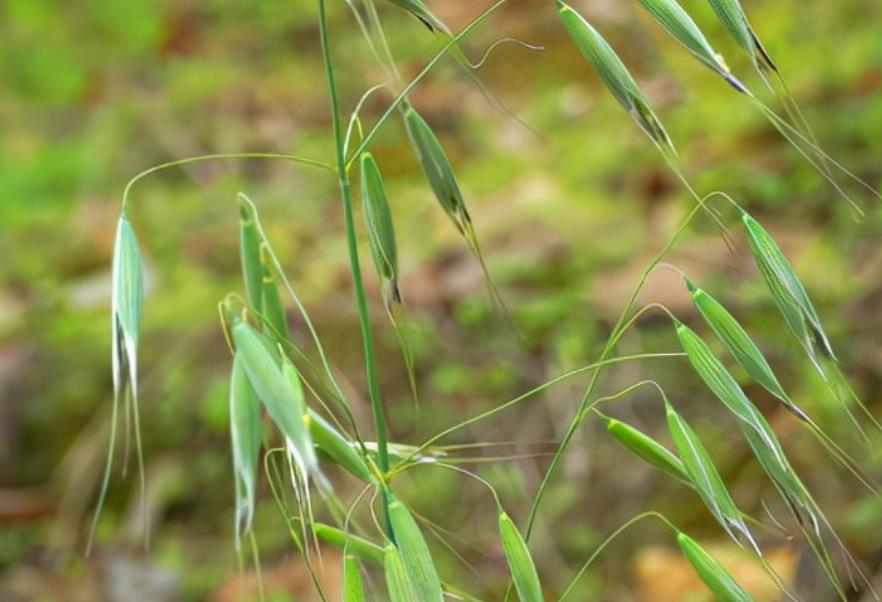 田雀麦植物解析：形态特征、生长环境与用途探索