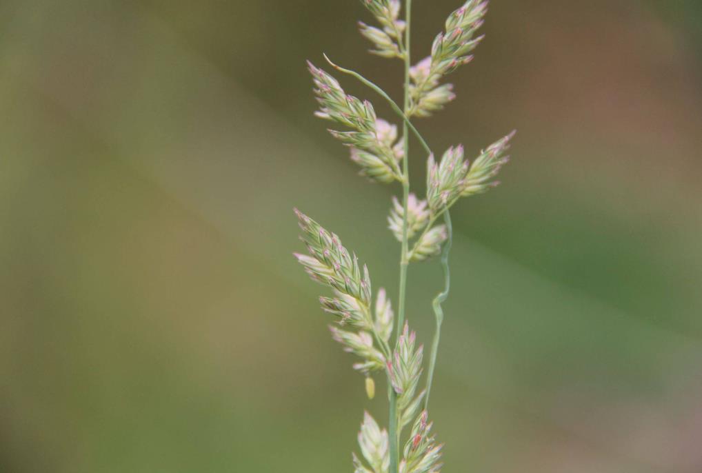 奇虉[yì]草是什么植物，有哪些价值和危害？