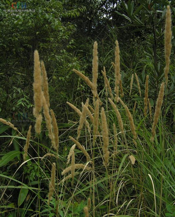 奇虉[yì]草是什么植物，有哪些价值和危害？