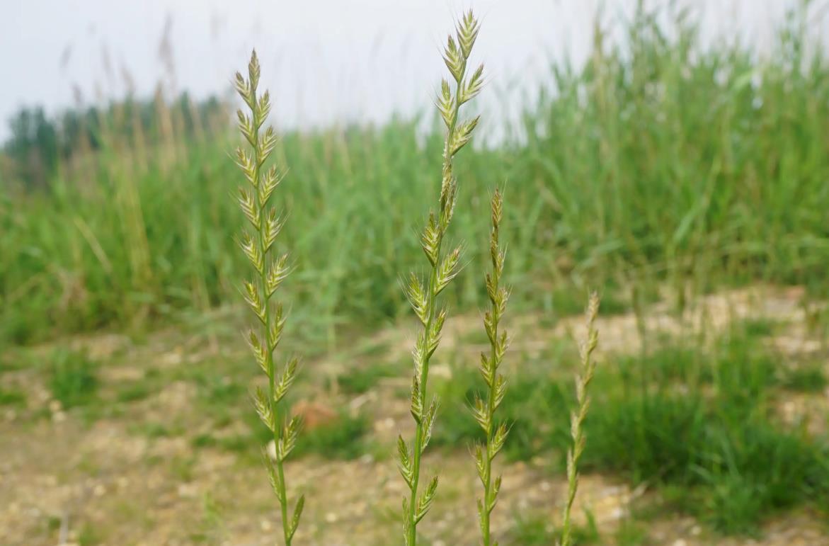 欧黑麦草是入侵植物吗，有什么价值和危害？