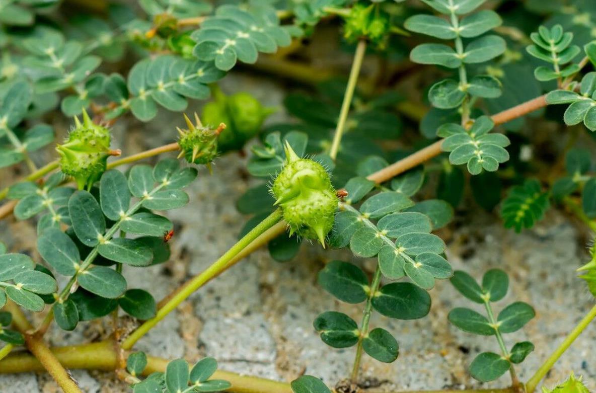 长刺蒺藜草-适应性强、分布广的草原植物