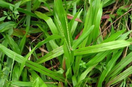 多年生草本植物地毯草的生长环境与外貌特征介绍