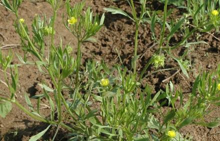 田野毛茛是入侵植物吗，有什么危害和用途