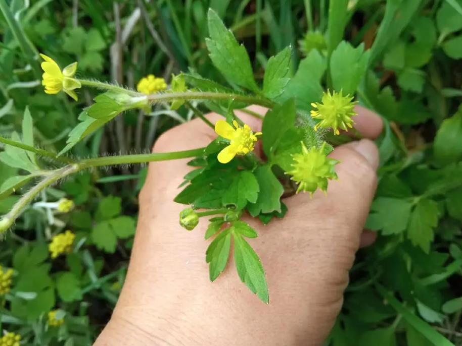 田野毛茛是入侵植物吗，有什么危害和用途