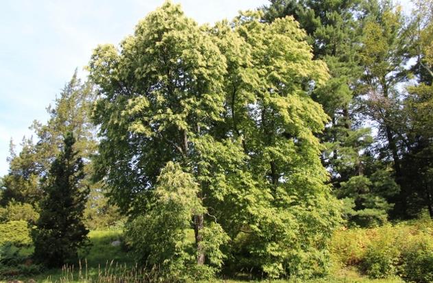 酸木植物解析：自然属性、分布与价值应用