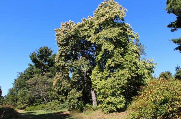 酸木植物解析：自然属性、分布与价值应用