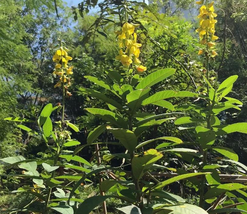 菽（shū）麻植物解析：生长习性、用途与文化寓意