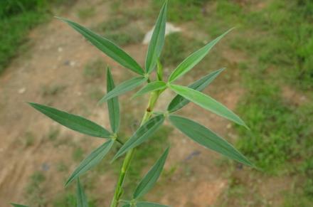 圭亚那笔花豆是入侵植物吗，有什么危害和价值