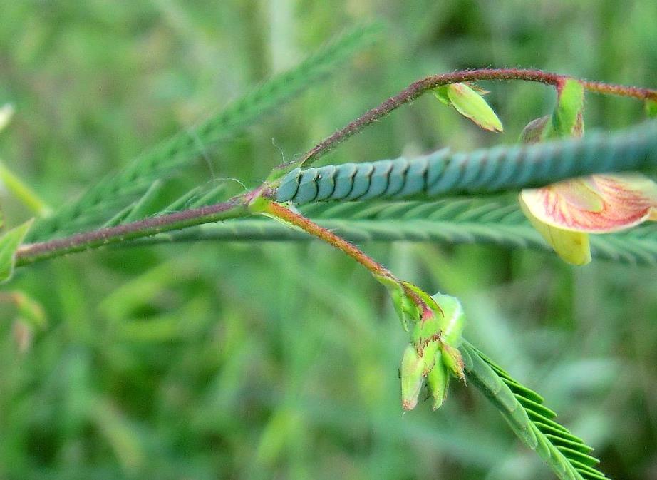 敏感合萌：植物界的“害羞”精灵及其多重价值