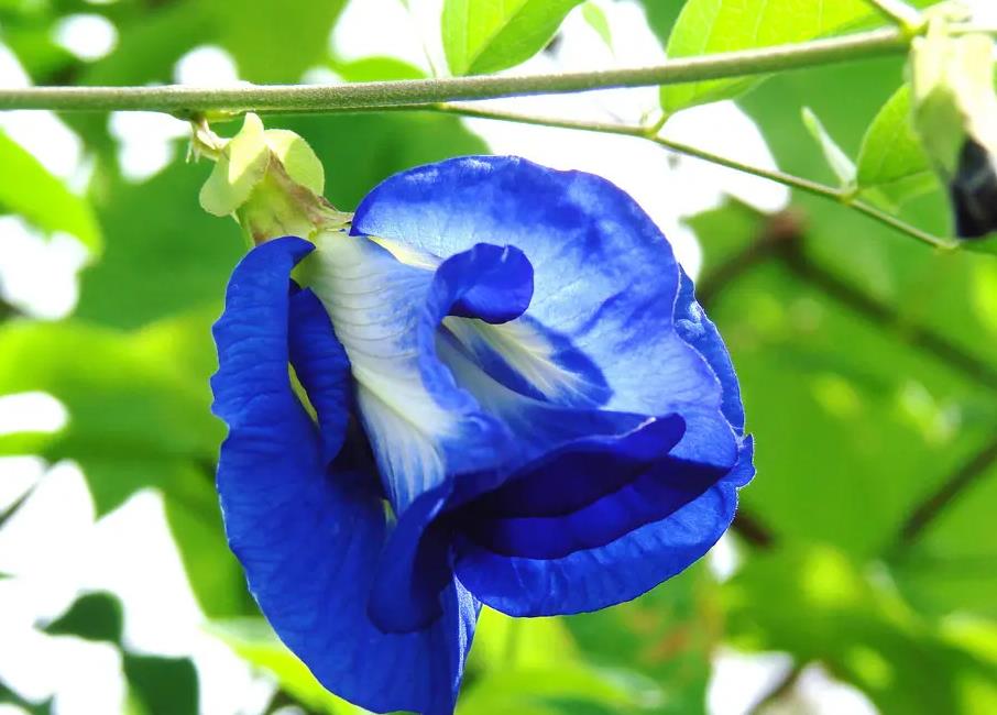 蝶豆花什么时候开花，庭院怎么种植？