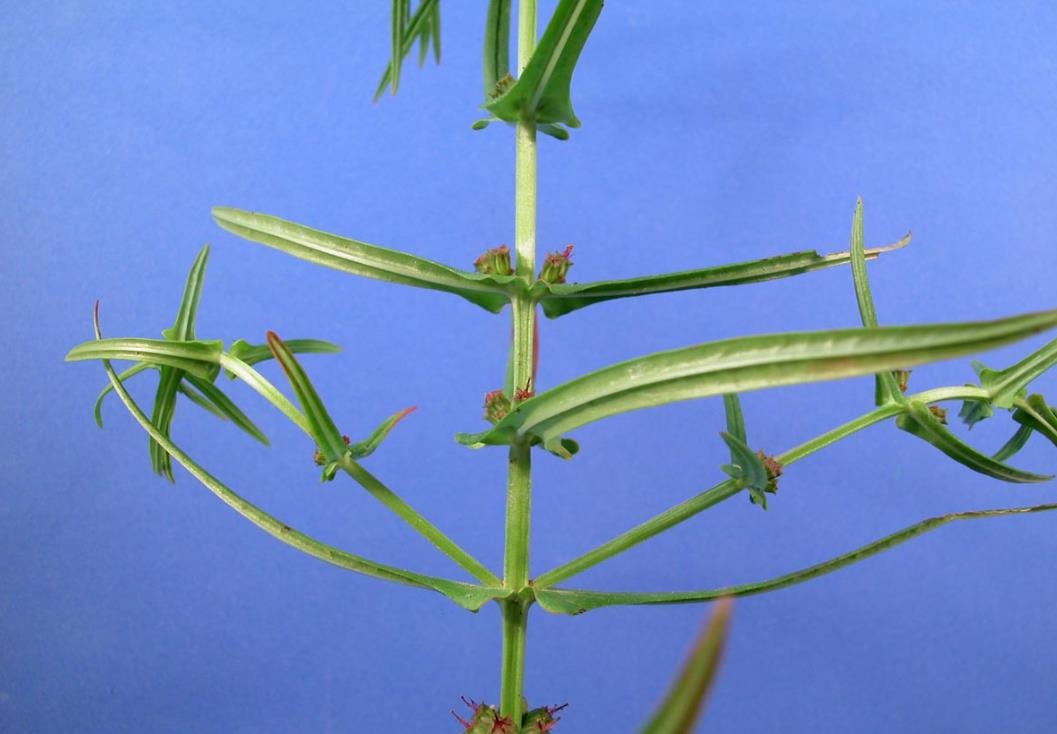 长叶水苋菜是水生植物界的璀璨明珠与生长环境介绍