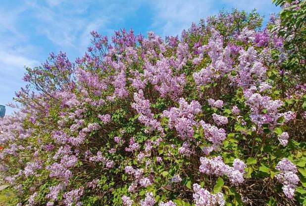 <b>丁香花是什么花，庭院可以种植吗？</b>