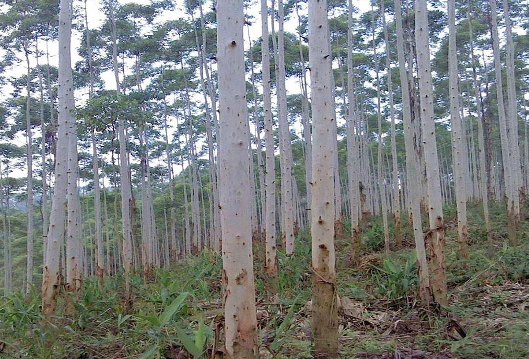 桉树是什么植物？探索它对生态与环境的影响