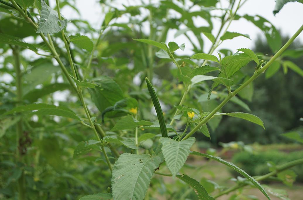 长蒴黄麻是入侵植物吗，有什么危害和价值？