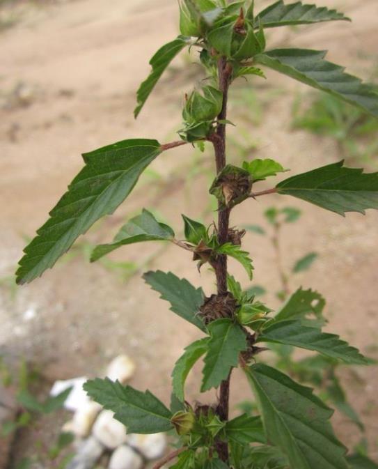 穗花赛葵是农田杂草还是观赏植物？