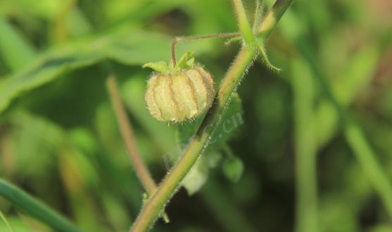 泡果苘是多年生草本植物，自然馈赠的健康守护神