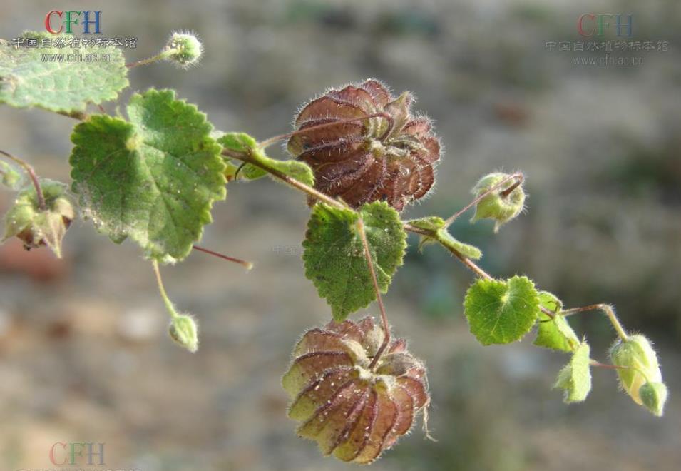 泡果苘是多年生草本植物，自然馈赠的健康守护神