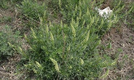 芳香四溢的草本植物-黄木犀草的生长环境揭秘