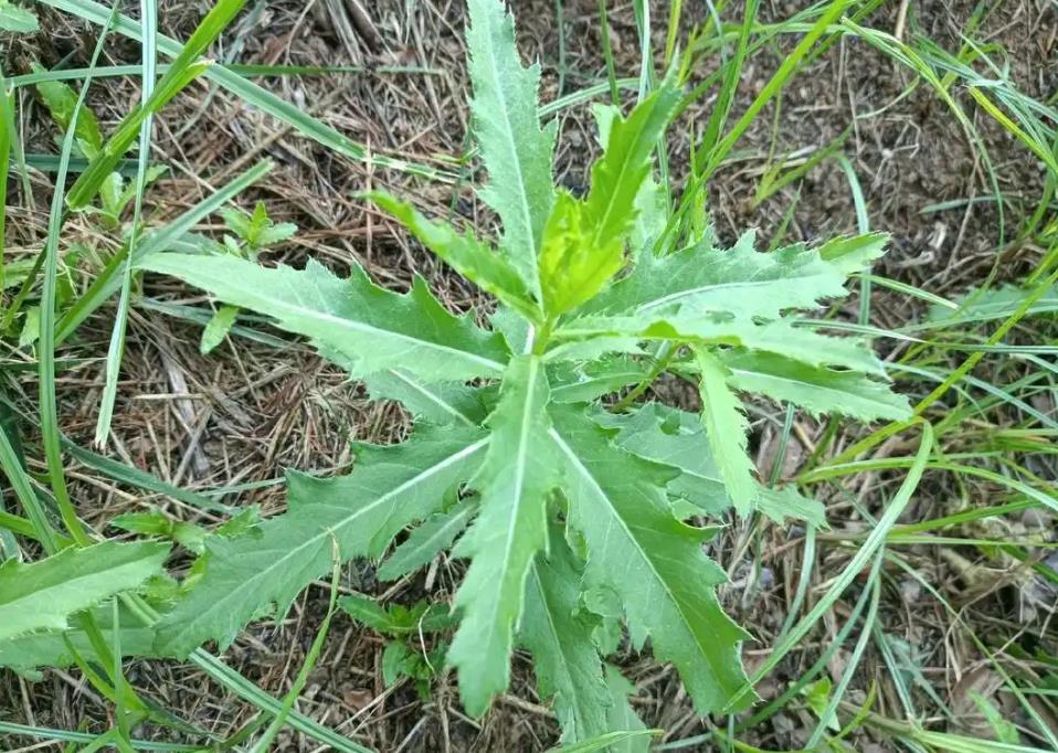 刺菜是野外止血神器，生长的天然药材