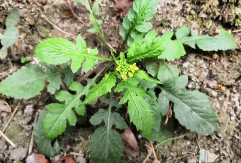 探秘山林珍馐-野油菜的生长环境与营养宝藏