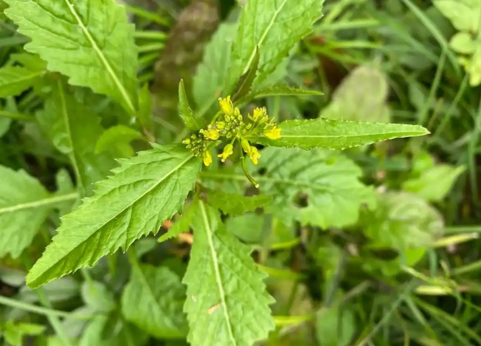 探秘山林珍馐-野油菜的生长环境与营养宝藏