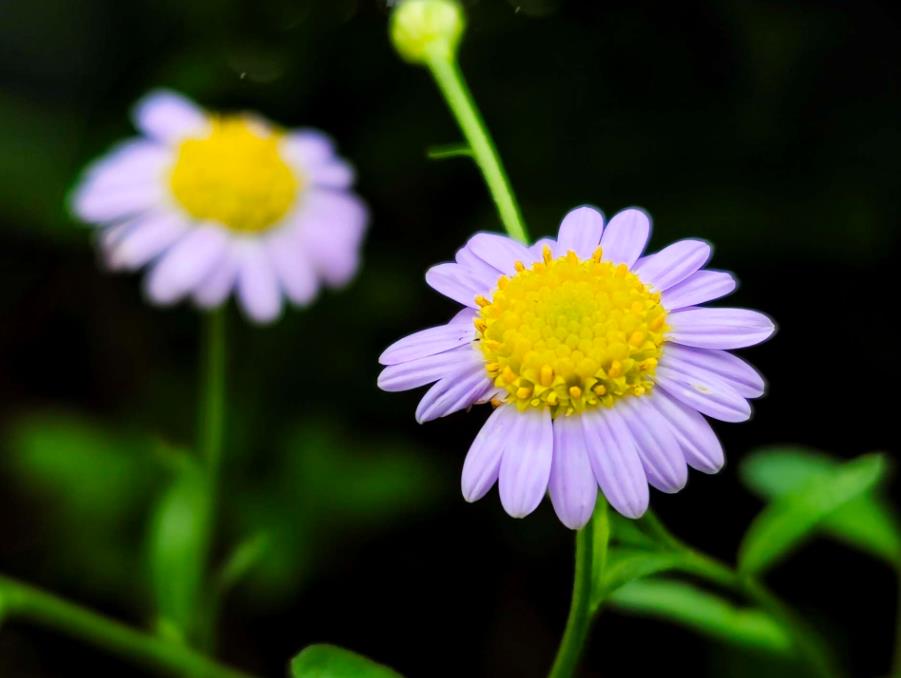 <b>马兰菊开花是什么颜色，打造庭院中的紫色花海</b>