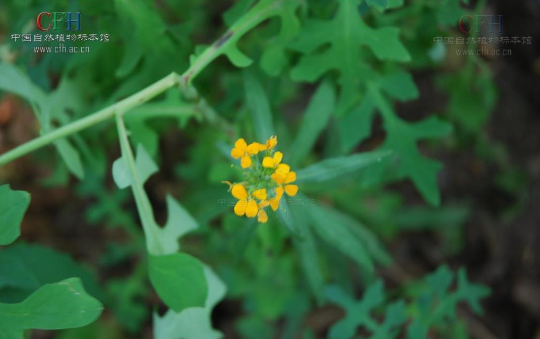 粗梗糖芥全的外观特征、生态特点及实用价值介绍