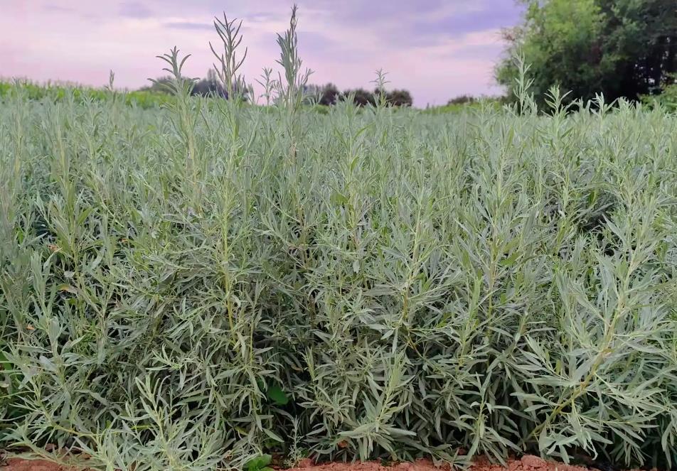 四翅滨藜是优质饲料灌木植物，也可助力畜牧业发展