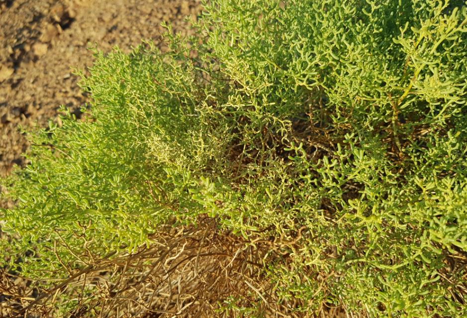 戈壁藜是形态独特且无毒的荒漠植物，兼具观赏与生态价值