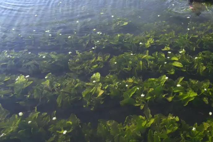 海菜是海洋中的绿色奇迹，食用与药用价值介绍