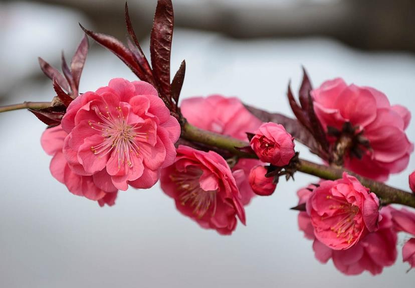 <b>紫叶桃是桃花变种中的佼佼者，更是花卉界的紫色精灵</b>