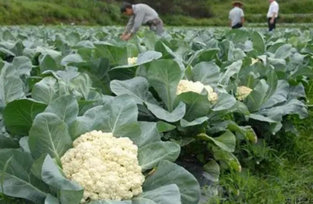 菜花种植烂根怎么办？这些原因和防治方法你得知道