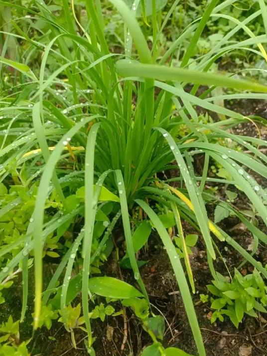 解锁野生韭菜的营养价值，享受健康生活