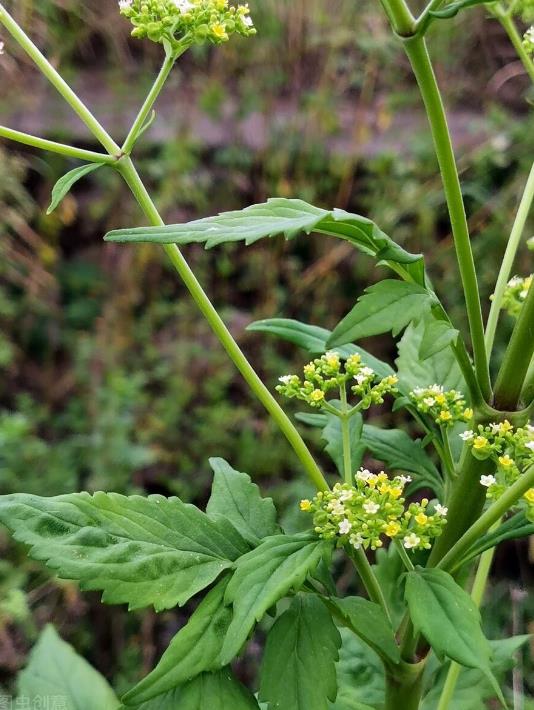 探寻败酱草的别名、价值功效与食用方法