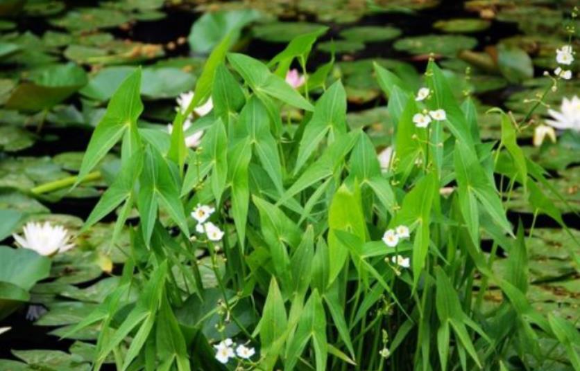 慈菇是什么植物，怎么养殖长得好？