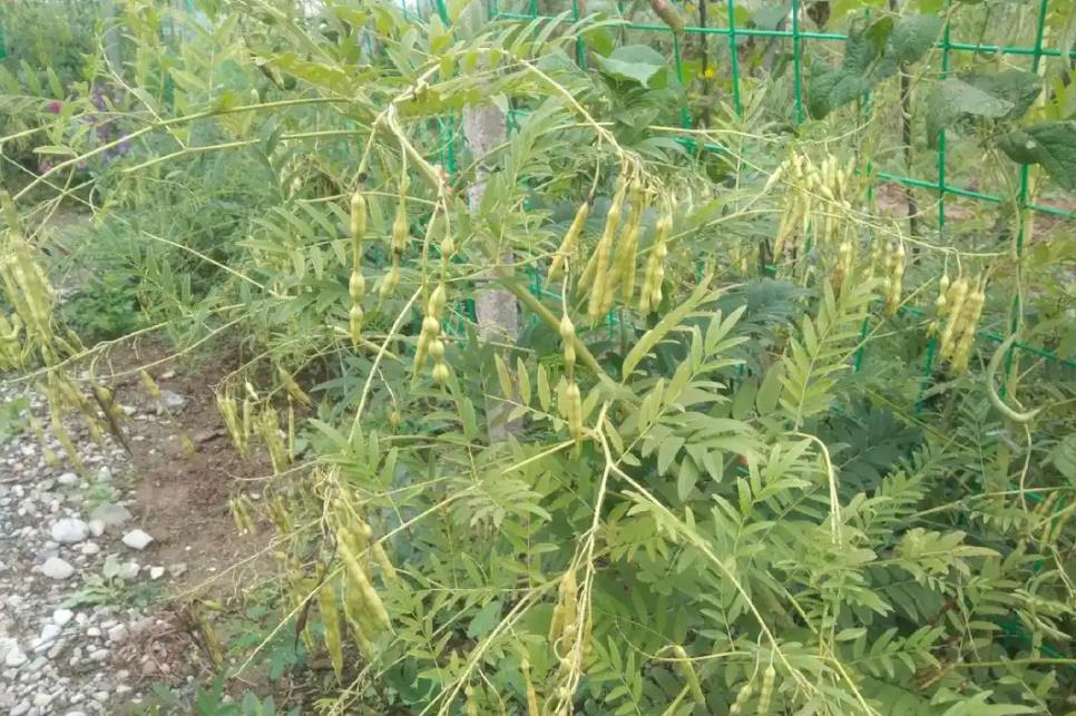 苦参种植不求人，详细步骤助你成功种植这味珍贵药材