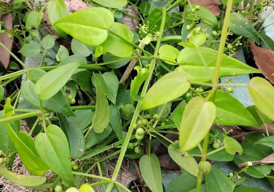 茜草在哪里最多？带你了解茜草的生长分布区域