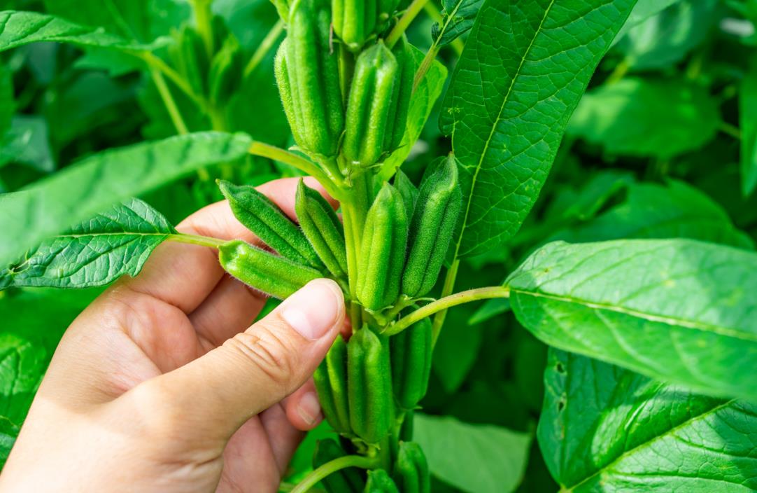 掌握芝麻科学种植技术和田间管理要点提高产量